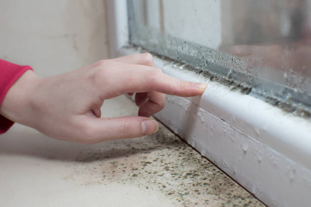Best Crawl Space Mold Remediation  in Dunkirk, MD